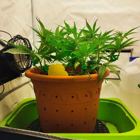-Dome-Crusher*CC7 growlog timeline photo
