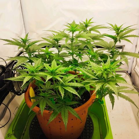 -Dome-Crusher*CC7 growlog timeline photo