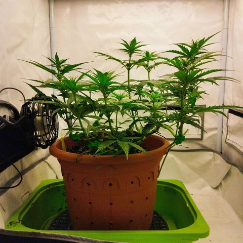 -Dome-Crusher*CC7 growlog timeline photo