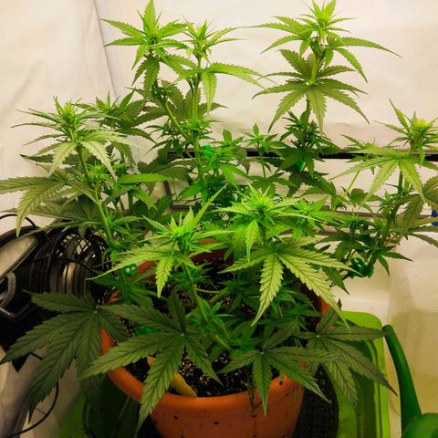 -Dome-Crusher*CC7 growlog timeline photo