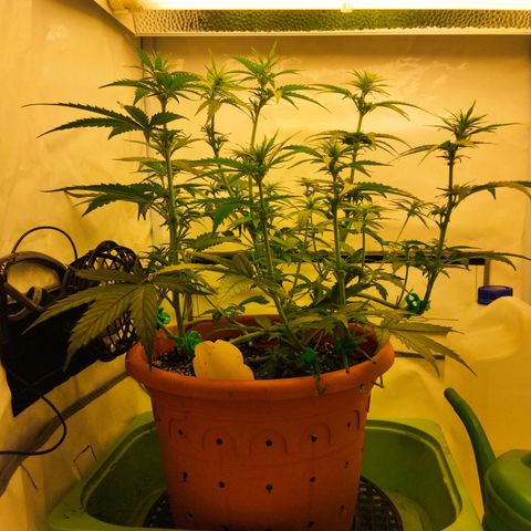 -Dome-Crusher*CC7 growlog timeline photo