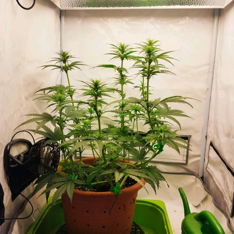 -Dome-Crusher*CC7 growlog timeline photo