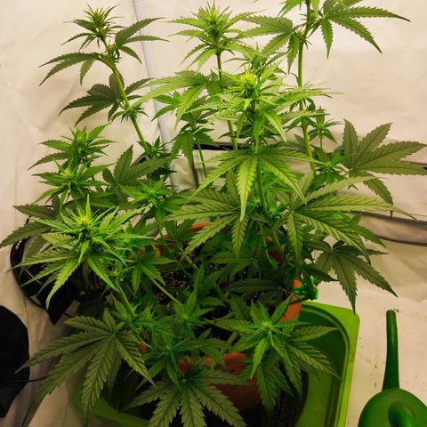 -Dome-Crusher*CC7 growlog timeline photo