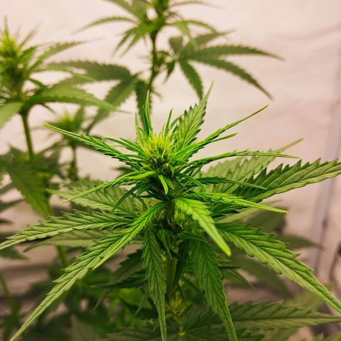 -Dome-Crusher*CC7 growlog timeline photo