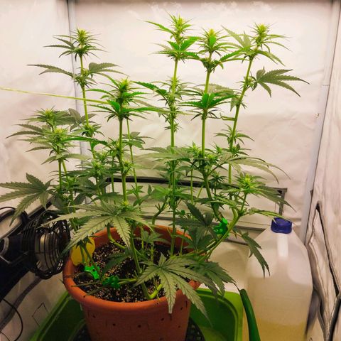 -Dome-Crusher*CC7 growlog timeline photo