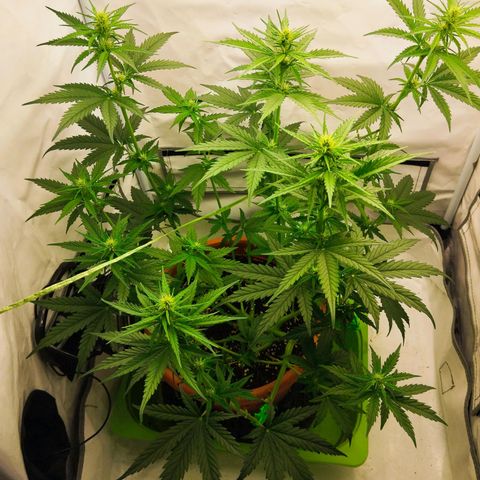 -Dome-Crusher*CC7 growlog timeline photo