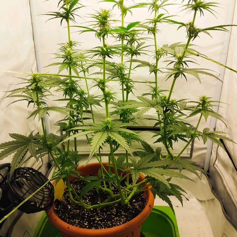 -Dome-Crusher*CC7 growlog timeline photo