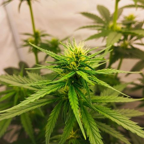 -Dome-Crusher*CC7 growlog timeline photo