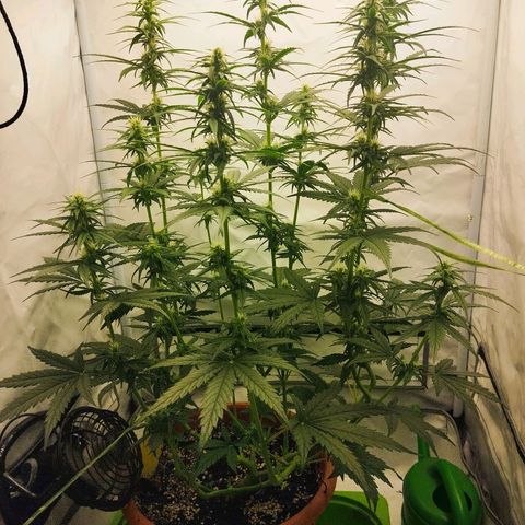 -Dome-Crusher*CC7 growlog timeline photo