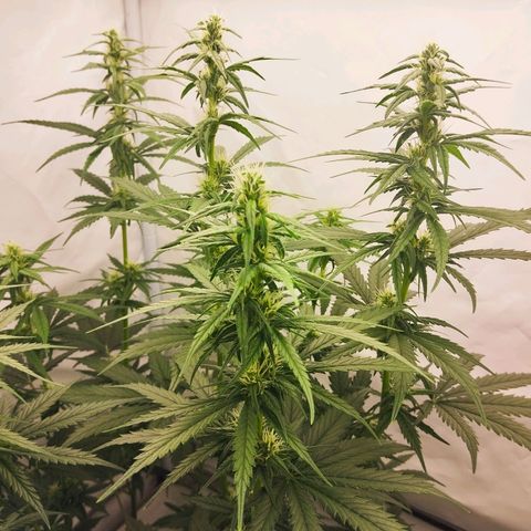 -Dome-Crusher*CC7 growlog timeline photo