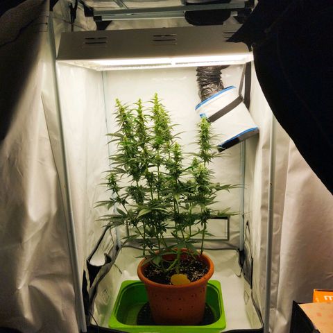 -Dome-Crusher*CC7 growlog timeline photo