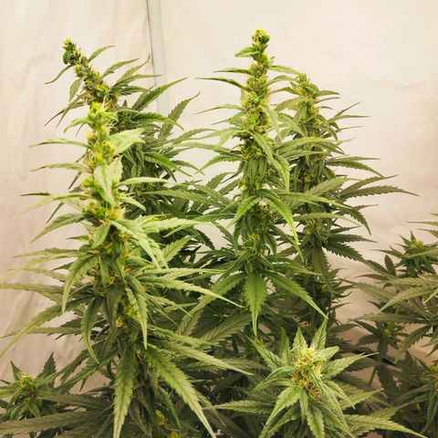 -Dome-Crusher*CC7 growlog timeline photo