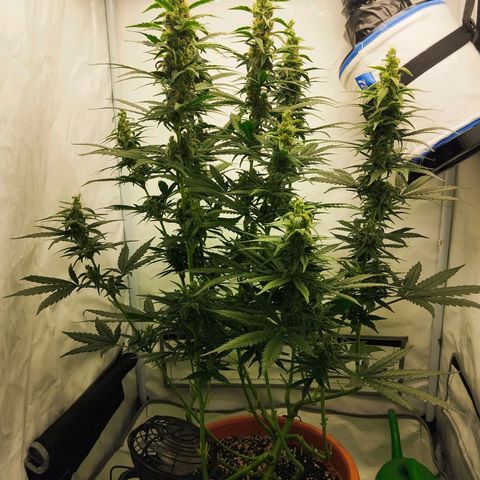 -Dome-Crusher*CC7 growlog timeline photo