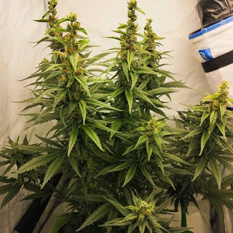 -Dome-Crusher*CC7 growlog timeline photo