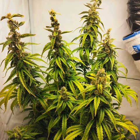 -Dome-Crusher*CC7 growlog photo: 90% milchige Trichomköpfe
