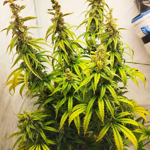 -Dome-Crusher*CC7 growlog photo: 90% milchige Trichomköpfe
