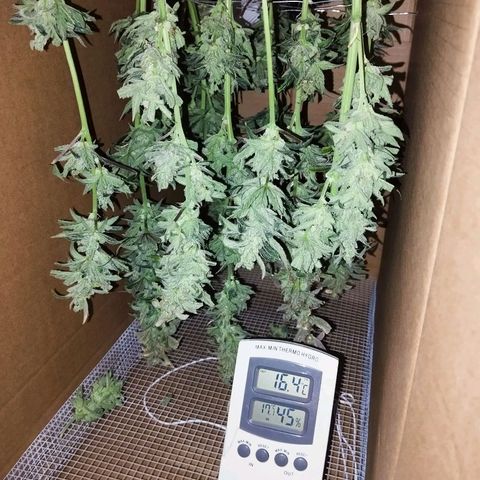 -Dome-Crusher*CC7 growlog timeline photo
