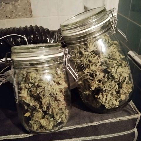 -Dome-Crusher*CC7 growlog timeline photo