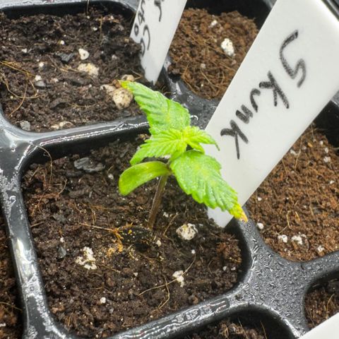 Skunk auto growlog timeline photo