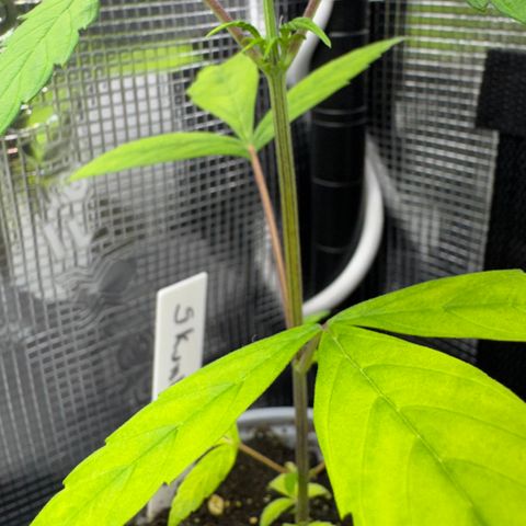 Skunk auto growlog timeline photo