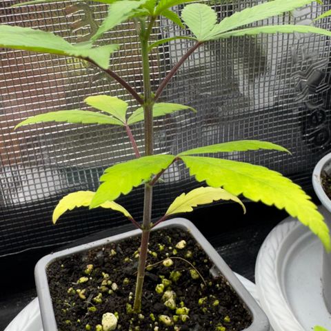 Strawberry gorilla auto #1 growlog timeline photo