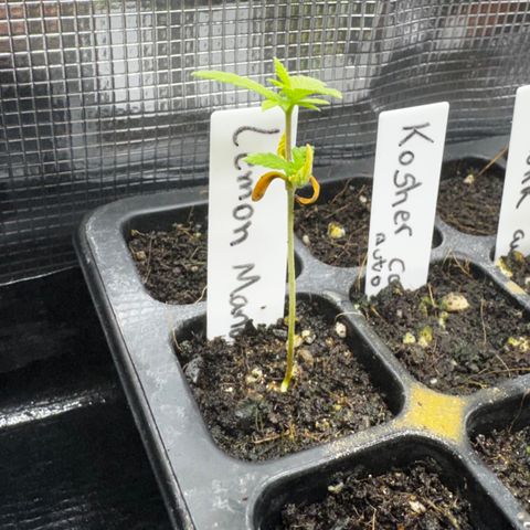 Lemon Mandarin  growlog timeline photo