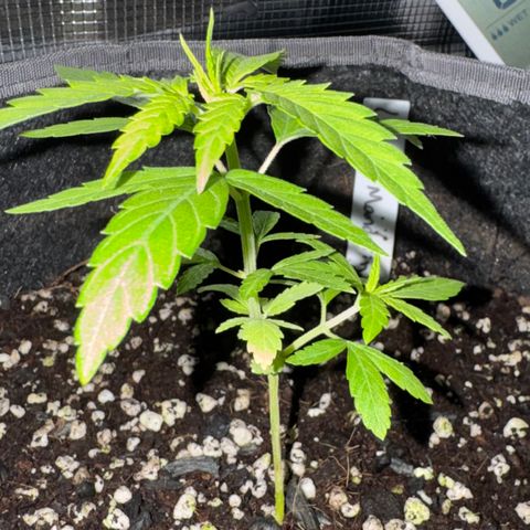 Lemon Mandarin  growlog timeline photo