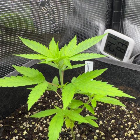 Lemon Mandarin  growlog timeline photo