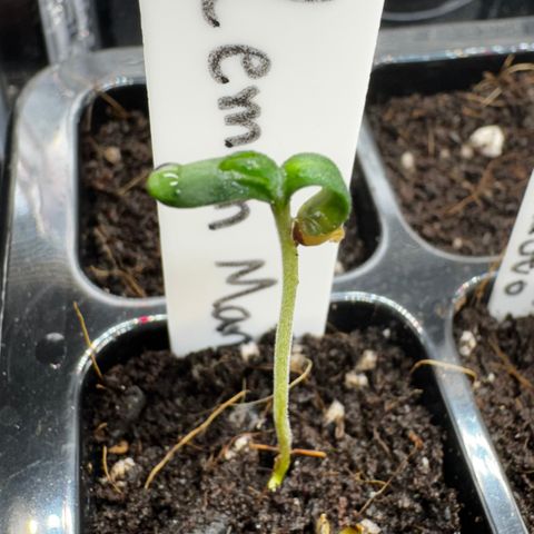 Lemon Mandarin  growlog timeline photo