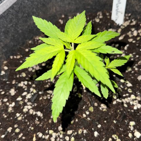 Lemon Mandarin  growlog timeline photo