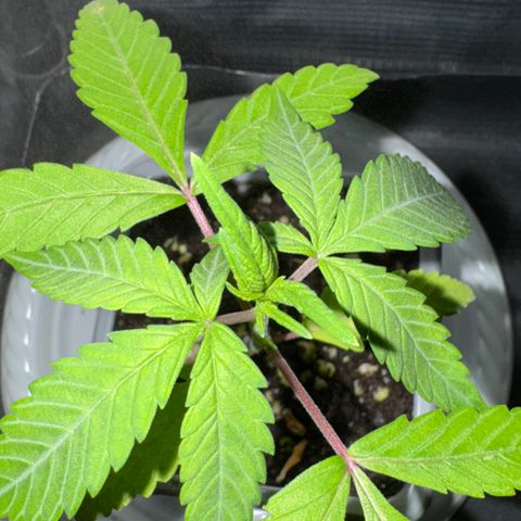 Strawberry gorilla auto #1 growlog timeline photo