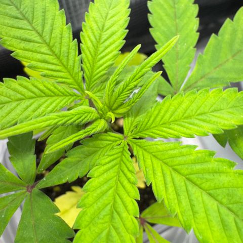 Strawberry gorilla auto #1 growlog timeline photo