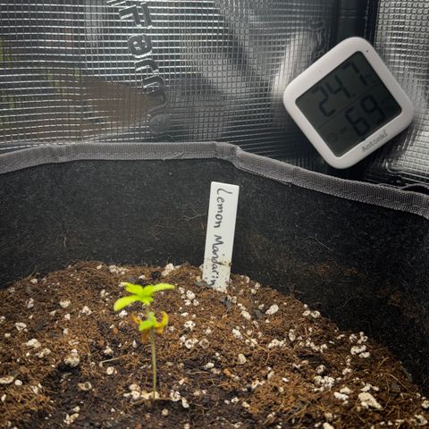 Lemon Mandarin  growlog timeline photo