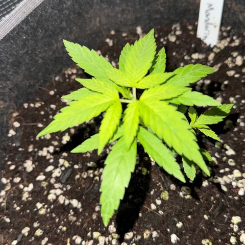 Lemon Mandarin  growlog timeline photo
