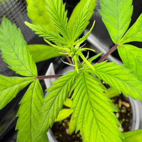 Skunk auto growlog timeline photo