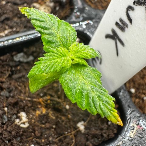 Skunk auto growlog timeline photo