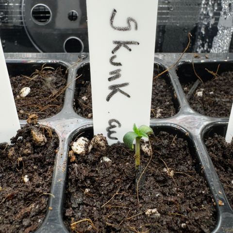 Skunk auto growlog timeline photo