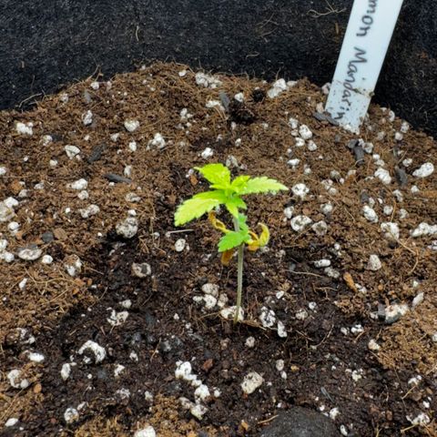 Lemon Mandarin  growlog timeline photo