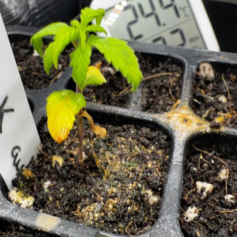 Skunk auto growlog timeline photo