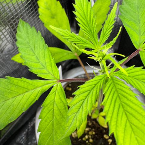 Skunk auto growlog timeline photo