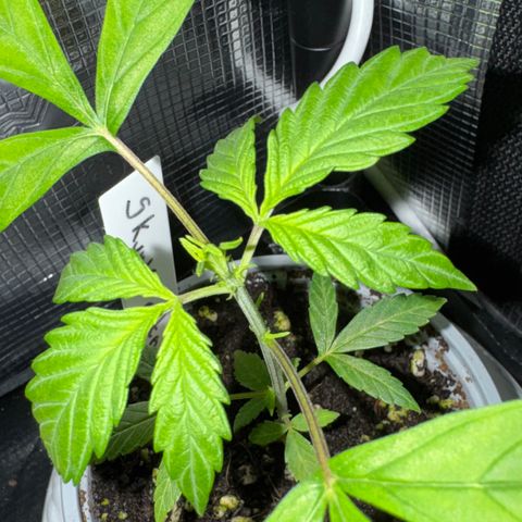 Skunk auto growlog timeline photo