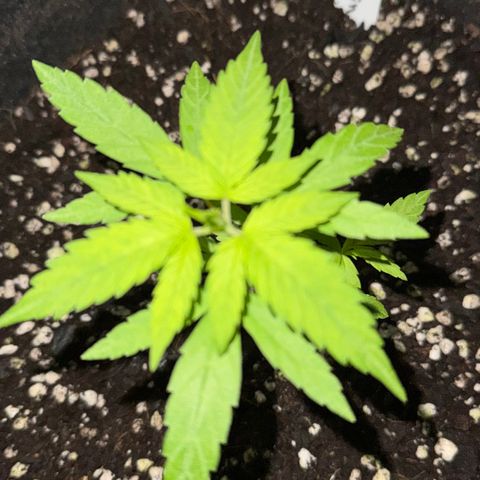 Lemon Mandarin  growlog timeline photo