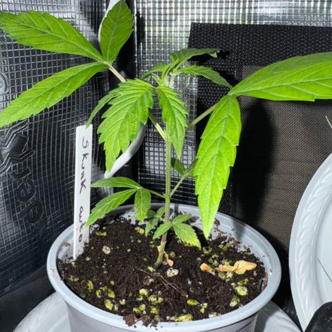 Skunk auto growlog timeline photo