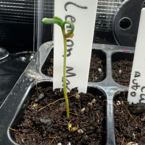 Lemon Mandarin  growlog timeline photo