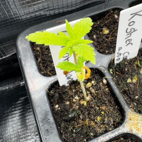 Lemon Mandarin  growlog timeline photo