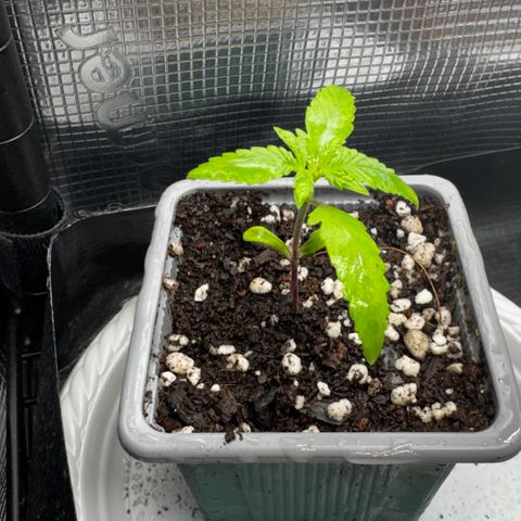 Strawberry gorilla auto #1 growlog timeline photo
