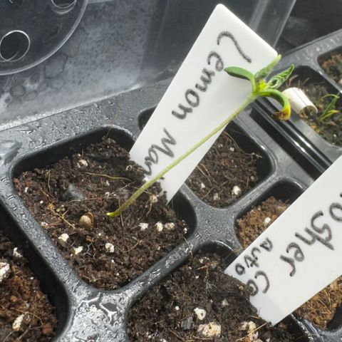 Lemon Mandarin  growlog timeline photo