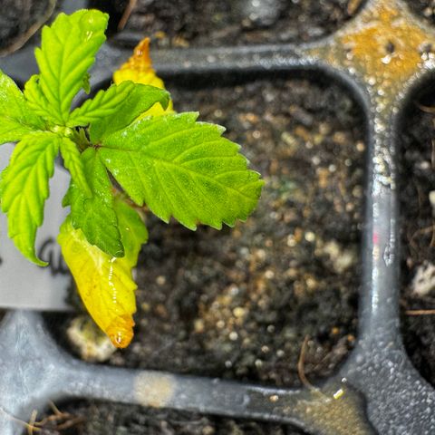 Skunk auto growlog timeline photo