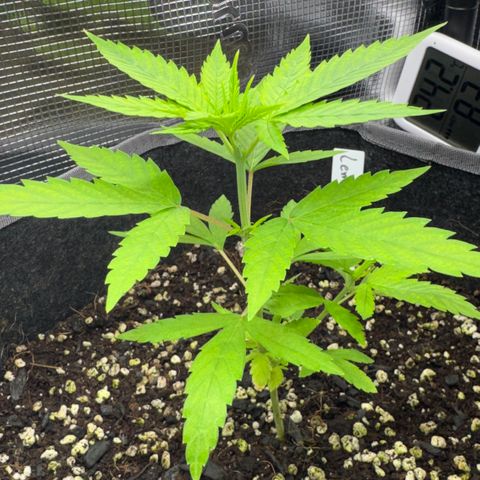 Lemon Mandarin  growlog timeline photo