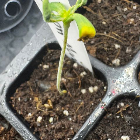 Lemon Mandarin  growlog timeline photo